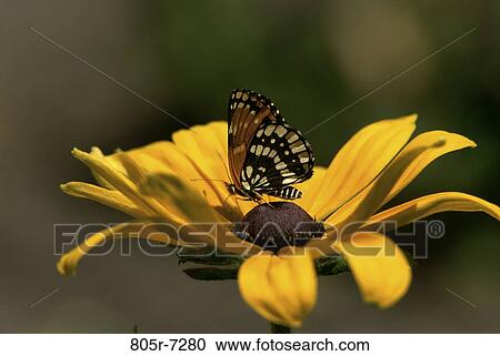 Black-eyed Susan View Large Photo Image Stock Image - Black-eyed Susan. Fotosearch