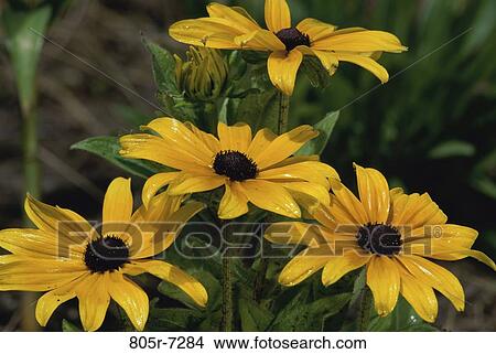 Black-eyed Susans View Large Photo Image Picture - Black-eyed Susans. Fotosearch
