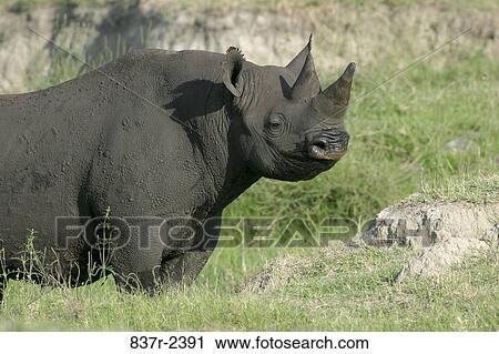 Black Rhinoceros View Large Photo Image Stock Image - Black Rhinoceros. Fotosearch