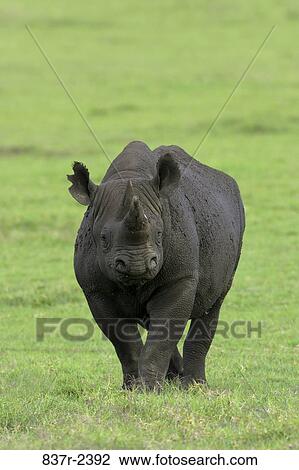 Black Rhinoceros View Large Photo Image Stock Image - Black Rhinoceros. Fotosearch