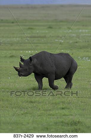 Black Rhinoceros View Large Photo Image Stock Photo - Black Rhinoceros. Fotosearch