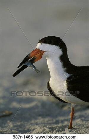 Black Skimmer View Large Photo Image Stock Photography - Black Skimmer. Fotosearch