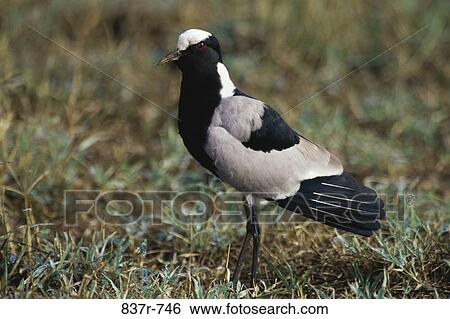 Blacksmith Plover View Large Photo Image Stock Photograph - Blacksmith Plover. Fotosearch