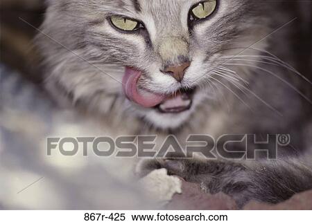 blur, staring, licking, cat, hungry, animal, stare View Large Photo Image Stock Photography - blur, staring, licking, cat, hungry, animal, stare. Fotosearch