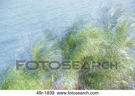 blur, water, palm, tropical, palm trees, trees View Large Photo Image Stock Photo - blur, water, palm, tropical, palm trees, trees. Fotosearch