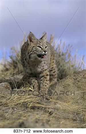 Bobcat View Large Photo Image Stock Image - Bobcat. Fotosearch