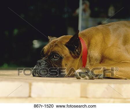 Stock Image - Boxer. Fotosearch