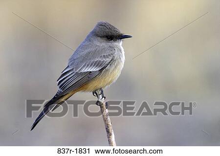 branch, bird, perch, stick, animal, grip View Large Photo Image Stock Image - branch, bird, perch, stick, animal, grip. Fotosearch