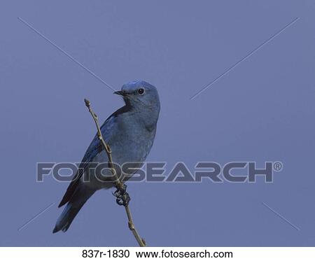 branch, mountain, bird, blue, perch, stick View Large Photo Image Stock Image - branch, mountain, bird, blue, perch, stick. Fotosearch