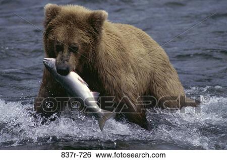 Brown Bear, Katmai National Park, Alaska, USA View Large Photo Image Stock Photograph - Brown Bear, Katmai National Park, Alaska, USA. Fotosearch