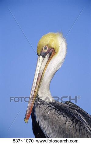 Brown Pelicn View Large Photo Image Stock Image - Brown Pelicn. Fotosearch