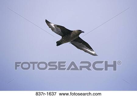Brown Skua View Large Photo Image Stock Photo - Brown Skua. Fotosearch