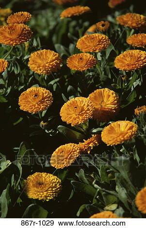 Calendula View Large Photo Image Stock Photo - Calendula. Fotosearch