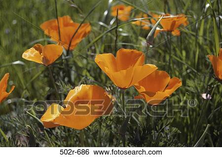 California Poppies View Large Photo Image Stock Photograph - California Poppies. Fotosearch