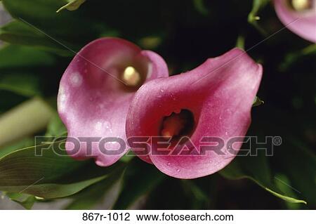 Calla Lillies View Large Photo Image Stock Image - Calla Lillies. Fotosearch