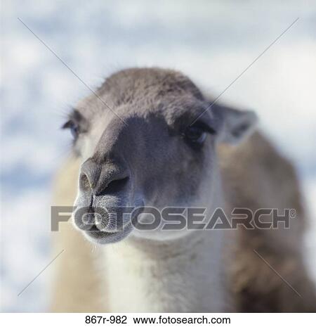 Camel View Large Photo Image Stock Image - Camel. Fotosearch