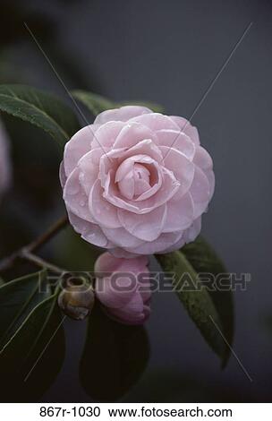 Camellia View Large Photo Image Stock Image - Camellia. Fotosearch