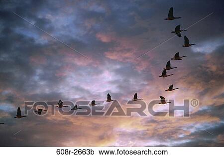 Stock Image - Canada Geese. Fotosearch