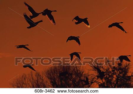 Canada Geese View Large Photo Image Stock Image - Canada Geese. Fotosearch