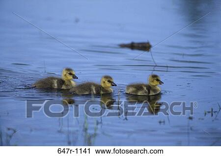Canada Geese View Large Photo Image Stock Image - Canada Geese. Fotosearch