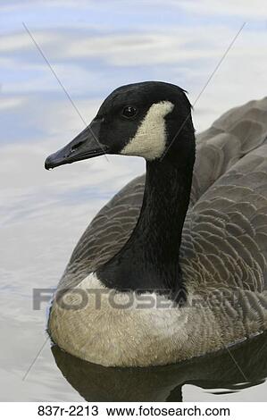 Canada Goose View Large Photo Image Stock Image - Canada Goose. Fotosearch