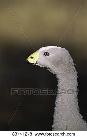 Cape Barren Goose View Large Photo Image Stock Photo - Cape Barren Goose. Fotosearch