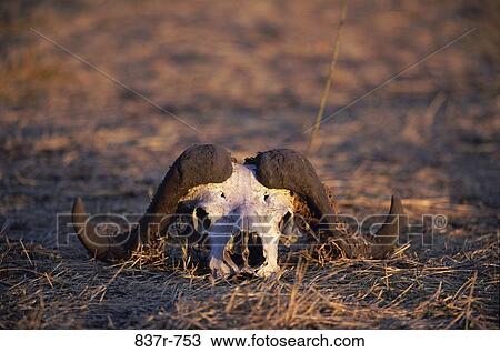 Cape Buffalo Skull View Large Photo Image Stock Image - Cape Buffalo Skull. Fotosearch