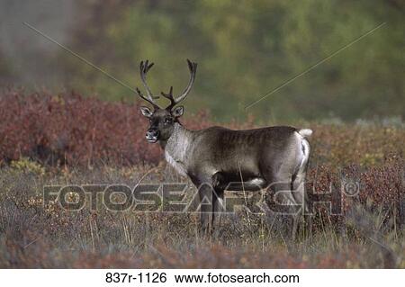 Caribou, Alaska, USA View Large Photo Image Stock Photograph - Caribou, Alaska, USA. Fotosearch