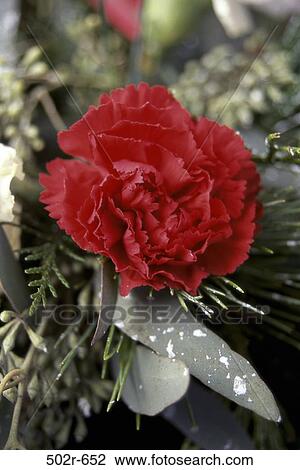 Carnation View Large Photo Image Stock Image - Carnation. Fotosearch