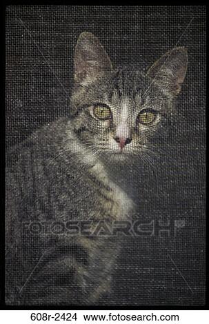 Picture - cat, animal, screen, alert, mammal, wide-eyed. Fotosearch