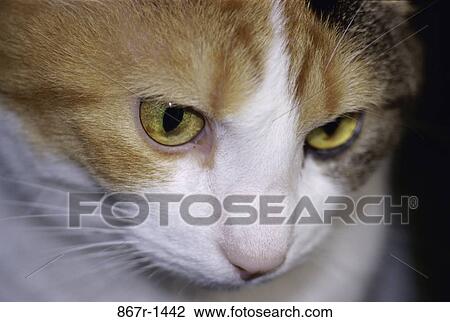 Stock Image - cat, pet, animal, indoors, headshot, mammal. Fotosearch