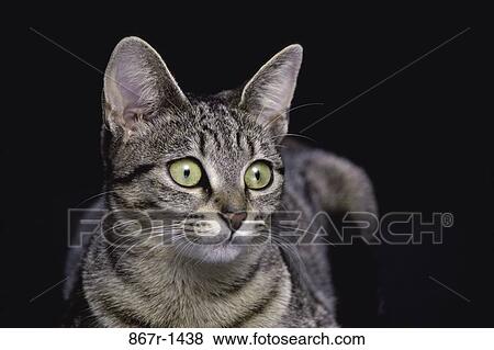 cat, pet, animal, indoors, headshot, mammal View Large Photo Image Stock Photo - cat, pet, animal, indoors, headshot, mammal. Fotosearch