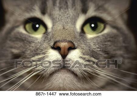cat, pet, animal, indoors, headshot, mammal View Large Photo Image Stock Photo - cat, pet, animal, indoors, headshot, mammal. Fotosearch