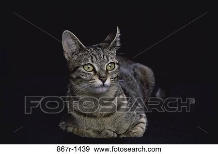 cat, pet, animal, indoors, mammal, Cats feline indoors View Large Photo Image Stock Photo - cat, pet, animal, indoors, mammal, Cats feline indoors. Fotosearch