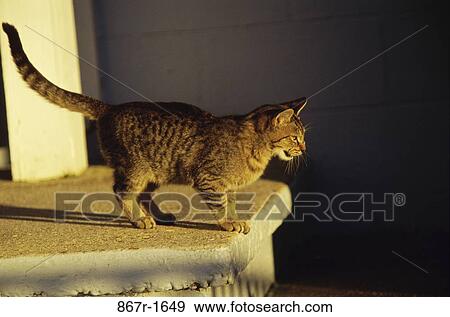 cat, stripes, outdoors, striped, animal, ledge View Large Photo Image Stock Photo - cat, stripes, outdoors, striped, animal, ledge. Fotosearch