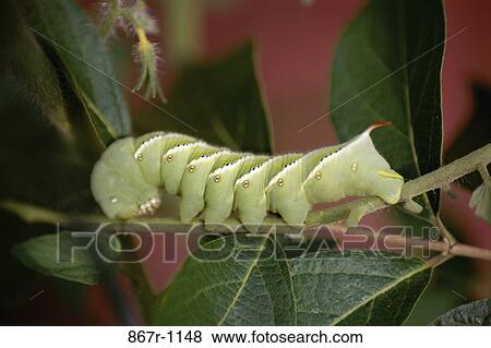 Caterpillar View Large Photo Image Stock Photo - Caterpillar. Fotosearch