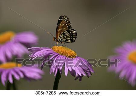 Chackerspot Butterfly and Asters View Large Photo Image Stock Photography - Chackerspot Butterfly and Asters. Fotosearch
