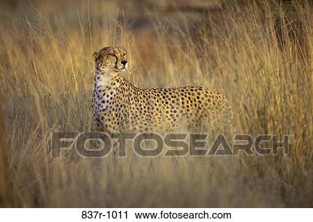 Cheetah View Large Photo Image Stock Image - Cheetah. Fotosearch