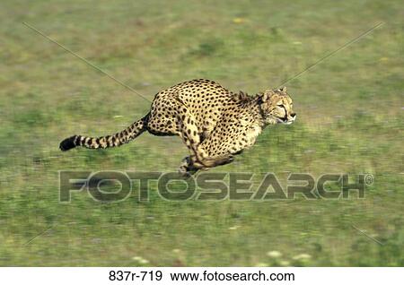 Cheetah View Large Photo Image Stock Photo - Cheetah. Fotosearch