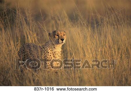 Cheetah View Large Photo Image Stock Photograph - Cheetah. Fotosearch