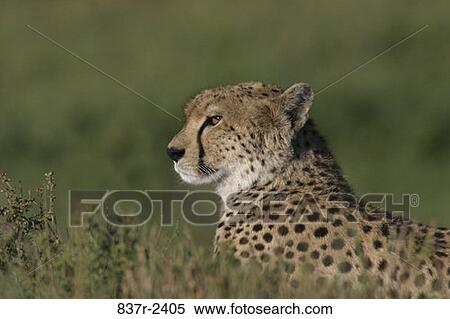 Cheetah View Large Photo Image Stock Photography - Cheetah. Fotosearch