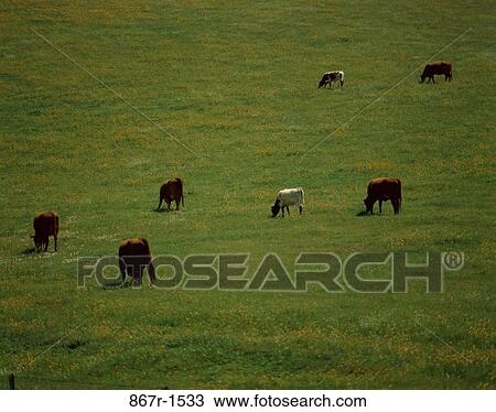 Chiana Cattle View Large Photo Image Stock Image - Chiana Cattle. Fotosearch