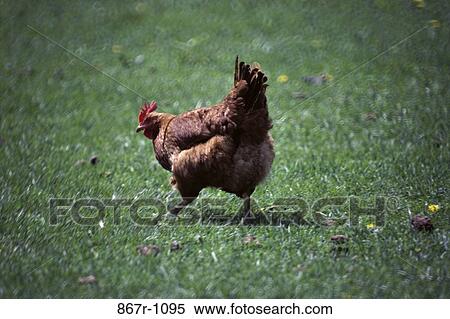 Chicken View Large Photo Image Stock Photography - Chicken. Fotosearch
