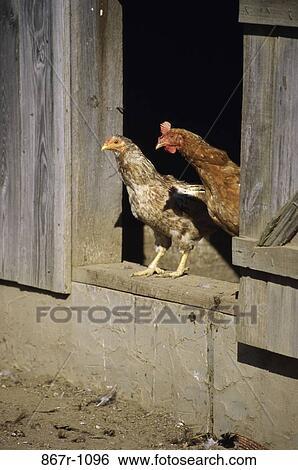 Chickens View Large Photo Image Stock Photograph - Chickens. Fotosearch