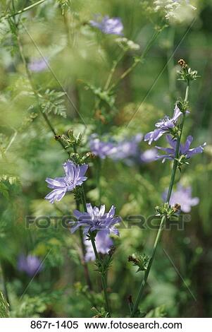 Chicory View Large Photo Image Stock Photography - Chicory. Fotosearch