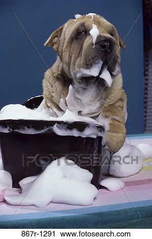 Chinese Shar-Pei View Large Photo Image Stock Image - Chinese Shar-Pei. Fotosearch