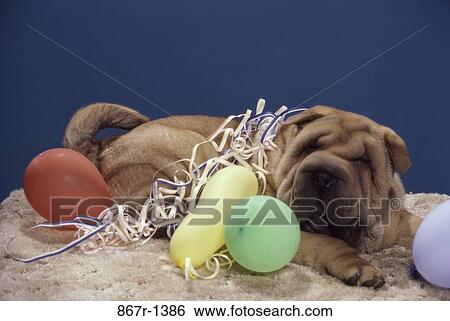 Chinese Shar-pei View Large Photo Image Stock Photograph - Chinese Shar-pei. Fotosearch