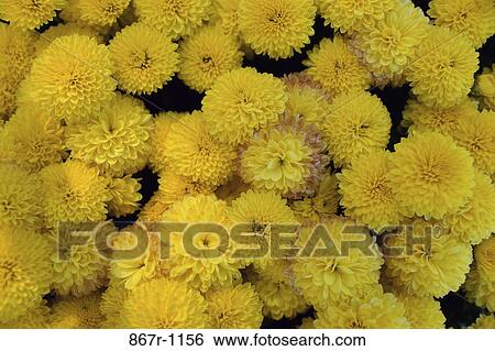 Chrysanthemums View Large Photo Image Stock Photograph - Chrysanthemums. Fotosearch