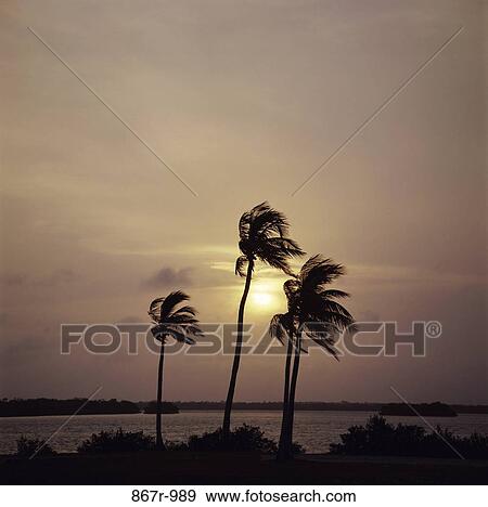clouds, tropical, sun, sunset, beach, trees, nature View Large Photo Image Stock Photo - clouds, tropical, sun, sunset, beach, trees, nature. Fotosearch