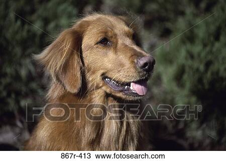 coat, dog, sitting, pet, golden, animal, pant View Large Photo Image Stock Image - coat, dog, sitting, pet, golden, animal, pant. Fotosearch
